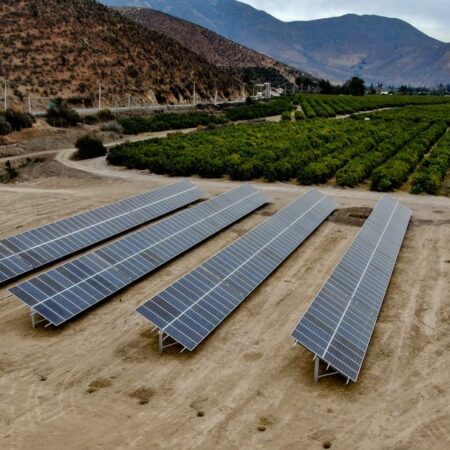 frutos lomai solcor 1