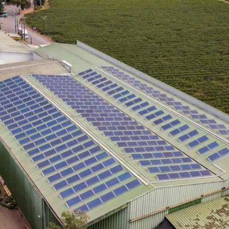 vina los nogales 1 solcor 1